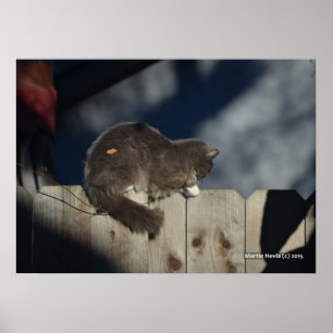 Katze auf Zaun (16) Plakat