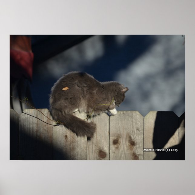 Katze auf Zaun (16) Plakat (Vorne)