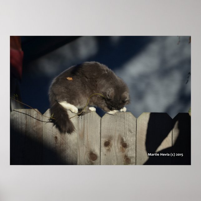 Katze auf Zaun (17) Plakat (Vorne)
