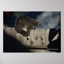 Katze auf Zaun (1) Plakat