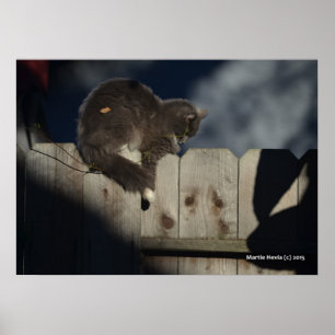 Katze auf Zaun (1) Plakat