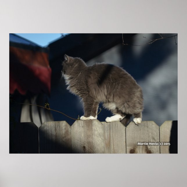 Katze auf Zaun (20) Plakat (Vorne)