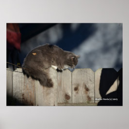 Katze auf Zaun (2) Plakat