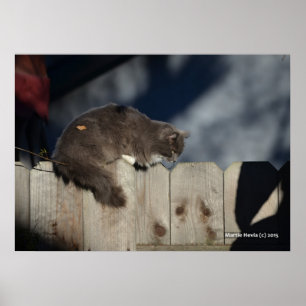 Katze auf Zaun (2) Plakat