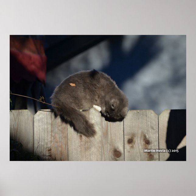 Katze auf Zaun (3) Plakat (Vorne)