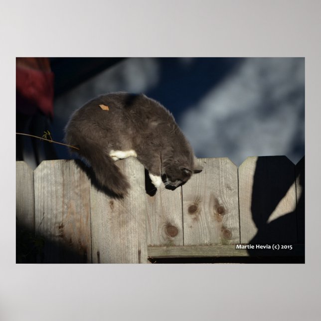 Katze auf Zaun (4) Plakat (Vorne)