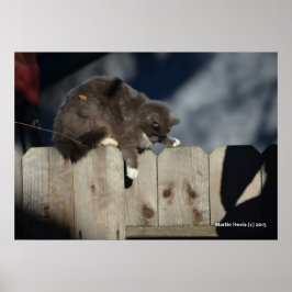 Katze auf Zaun (9) Plakat