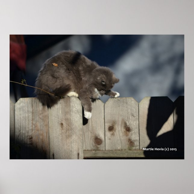 Katze auf Zaun (9) Plakat (Vorne)