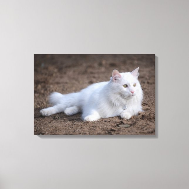 Katze aus weißer türkischer Angora auf braunem Hin Leinwanddruck (Vorderseite)