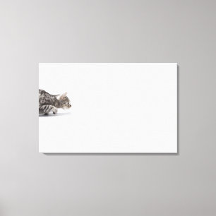 Katze bereit sich zu stürzen leinwanddruck
