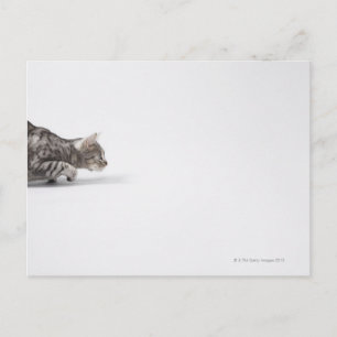 Katze bereit zum Ausstoßen Postkarte