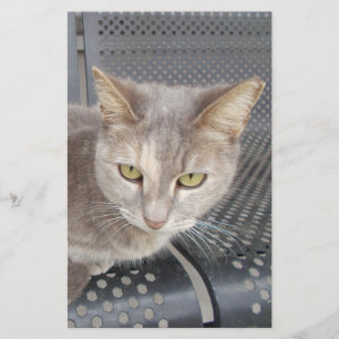Katze Briefpapier