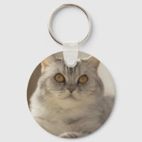 Katze, britisches kurzes Haar, Feline