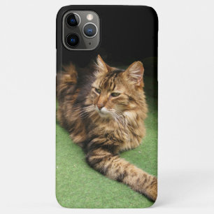 Katze title_seo2