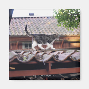 Katze, die auf Dach der Halle geht Magnet