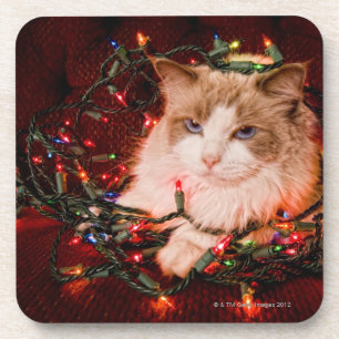 Katze, die auf einem Ball der Weihnachtslichter Untersetzer