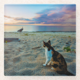 Katze, die auf einem Strand sitzt Glasuntersetzer
