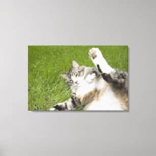 Katze, die auf Gras, Nahaufnahme liegt Leinwanddruck