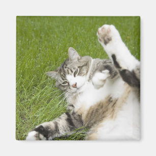 Katze, die auf Gras, Nahaufnahme liegt Magnet