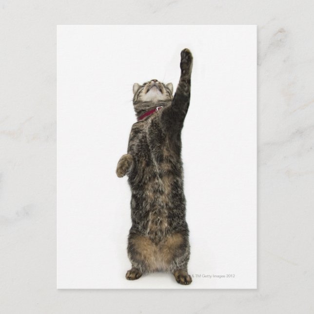 Katze, die auf zwei Beinen stehend ist Postkarte (Vorderseite)
