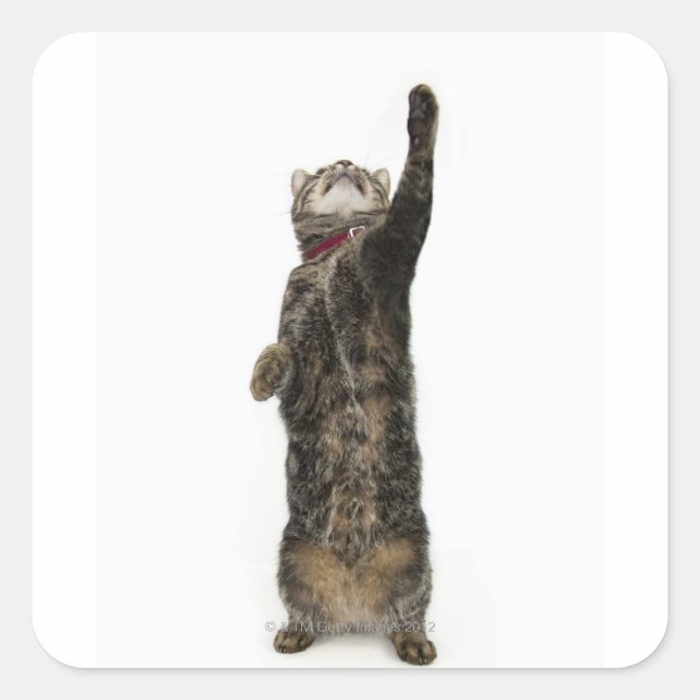 Katze, die auf zwei Beinen stehend ist Quadratischer Aufkleber (Vorderseite)