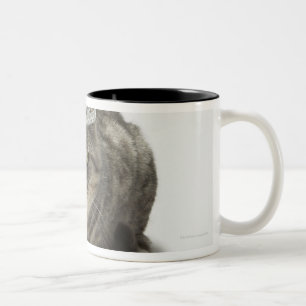 Katze, die eine Tiara trägt Zweifarbige Tasse