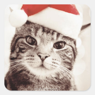 Katze, die einen roten Weihnachtshut trägt Quadratischer Aufkleber