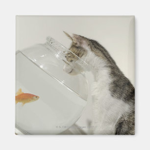 Katze, die Fische im fishbowl betrachtet Magnet