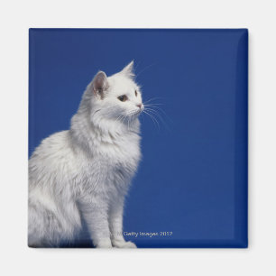 Katze, die gegen blauen Hintergrund sitzt Magnet