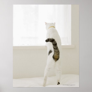 Katze, die heraus Fenster, hintere Ansicht schaut Poster