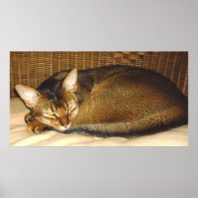 Katze, die im geflochtenen Stuhl schläft Poster (Vorne)