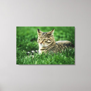 Katze, die im Gras liegt Leinwanddruck