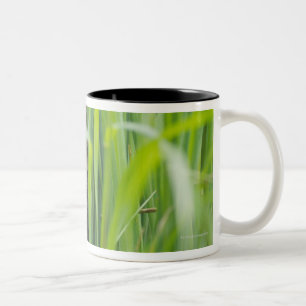 Katze, die im Gras sich versteckt Zweifarbige Tasse