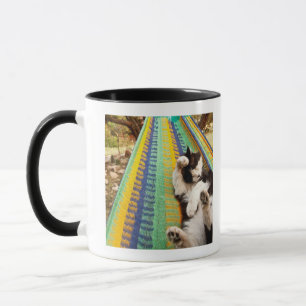 Katze, die in der mexikanischen Mayahängematte Tasse