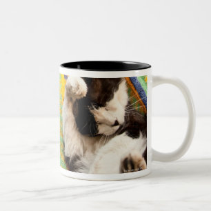 Katze, die in der mexikanischen Mayahängematte Zweifarbige Tasse