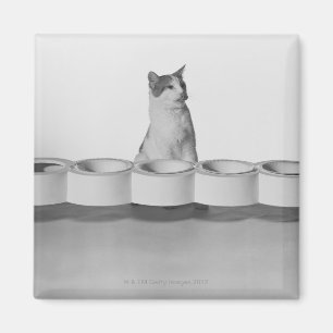 Katze, die neben Haustierschüssel auf Weiß sitzt Magnet