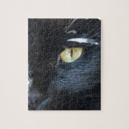 Katze, die Sie mustert