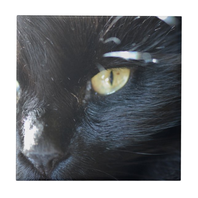 Katze, die Sie mustert Fliese (Vorderseite)