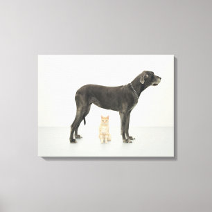 Katze, die unter Deutscher Dogge sitzt Leinwanddruck