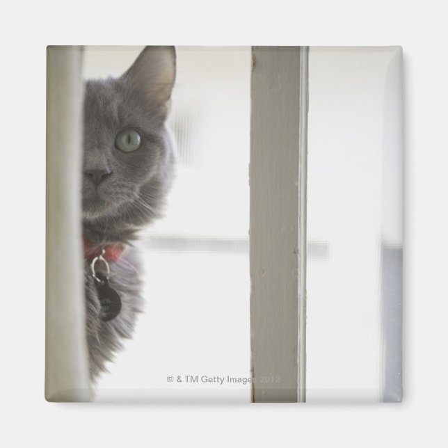 Katze durch Fenster Magnet (Vorne)