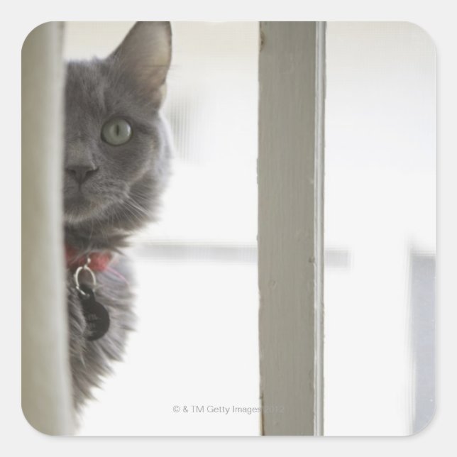 Katze durch Fenster Quadratischer Aufkleber (Vorderseite)