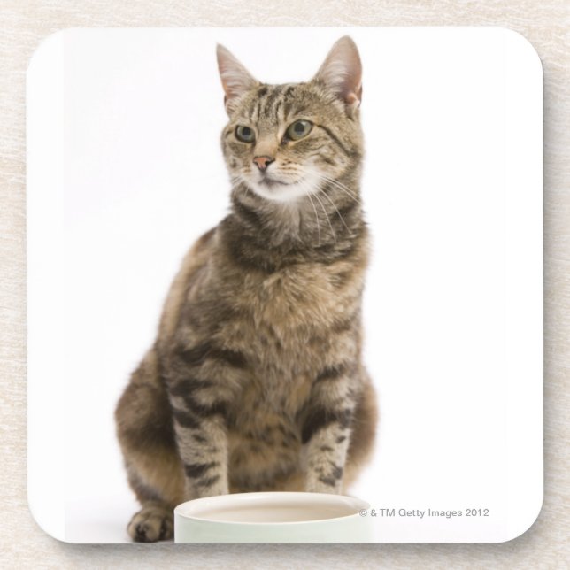 Katze durch Schüssel Untersetzer (Vorderseite)