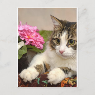 Katze Feiertagspostkarte