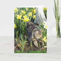 Katze, Fell oder Spiel, Geburtstag
