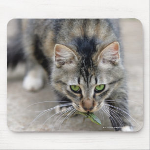 Katze fing eine Eidechse Mousepad