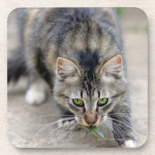 Katze fing eine Eidechse Untersetzer