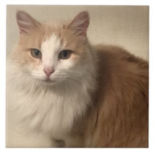 Katze Fliese