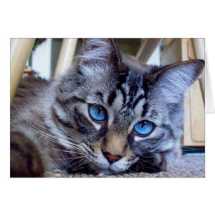 Katze flüstert Bucheinband-Bild