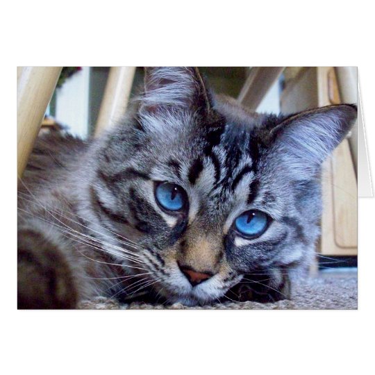 Katze flüstert Bucheinband-Bild Karte