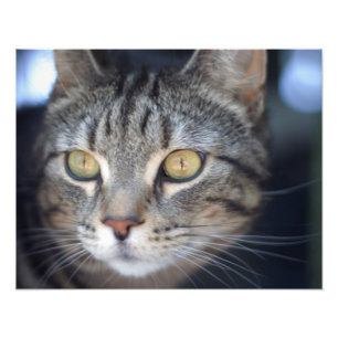 Katze Fotodruck